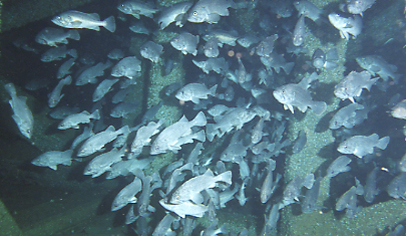 乱積み魚礁群内部を群れで滞泳するクロソイ