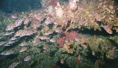 乱積み魚礁群側近に滞泳するウスメバルの群れ