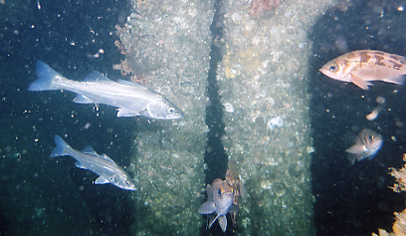 FP魚礁内部に蝟集するスズキ・ウスメバル