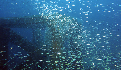 FP魚礁周辺に蝟集するキビナゴの群れ